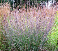 Little Bluestem Grass