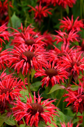 Bee Balm - Monarda - Assorted Varieties made by here at Twin Oaks Nursery & Supply