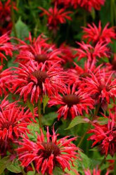  Perennials Twin Oaks Nursery & Supply