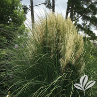Jet Streams Dwarf Pampas Grass