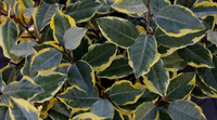 Olive Martini Elaeagnus made by here at Twin Oaks Nursery & Supply