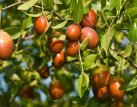 Jujube