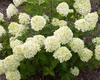 Little Lime Punch Hydrangea made by here at Twin Oaks Nursery & Supply