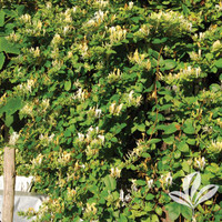 Hall's Japanese Honeysuckle made by here at Twin Oaks Nursery & Supply