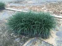 Mondo Grass made by here at Twin Oaks Nursery & Supply