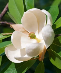 Moonglow Magnolia made by here at Twin Oaks Nursery & Supply