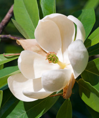 Moonglow Magnolia