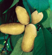 Pawpaw, image of fresh pawpaw fruits hanging on a tree surrounded by green leaves.