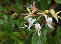 Purple Leaf Japanese Honeysuckle made by here at Twin Oaks Nursery & Supply