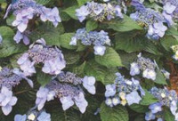 Pop Star Endless Summer Hydrangea, close-up of vibrant blue and purple flowering hydrangea plant with lush green leaves.