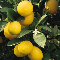 Lemon made by here at Twin Oaks Nursery & Supply