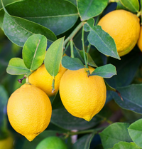 Lemon Trees for Sale – Twin Oaks Nursery & Supply