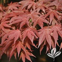 Oshio-Beni Japanese Red Maple made by here at Twin Oaks Nursery & Supply