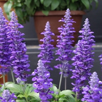 Henry Duelberg Blue Salvia made by here at Twin Oaks Nursery & Supply