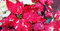 Poinsettia - Assorted Colors