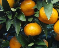 Satsuma