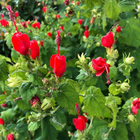 Turk's Cap made by here at Twin Oaks Nursery & Supply