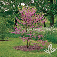 Texas Redbud