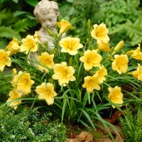 Stella Day Lilly made by here at Twin Oaks Nursery & Supply