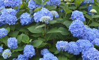 The Original Endless Summer Hydrangea made by here at Twin Oaks Nursery & Supply