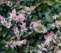 Snow-N-Summer Asian Jasmine made by here at Twin Oaks Nursery & Supply