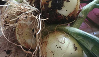 Onion Plants -1 Bundle