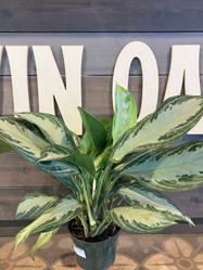 Aglaonema 'Silver Bay' is here at  Twin Oaks Nursery & Supply in Denison & Sherman Tx