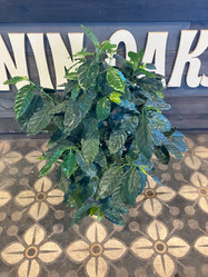 Arabica Coffee Plant - 10 Inch