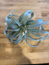 Air Plant - Xerographica made by here at Twin Oaks Nursery & Supply
