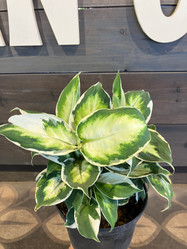Dieffenbachia - Assorted
