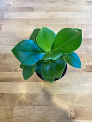 Clusia 'Princess' Autograph Plant - 4 Inch