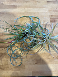 Air Plant - Assorted