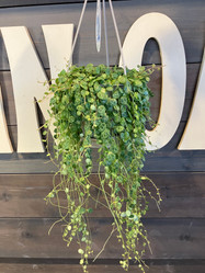 String of Turtles - 4.5 Inch Hanging Basket