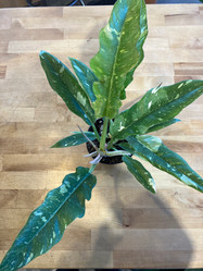 Philodendron Ring of Fire made by here at Twin Oaks Nursery & Supply