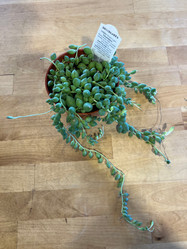 String of Tears/Pearls - 4 Inch