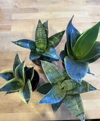  INDOORS Twin Oaks Nursery & Supply