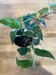 Pothos - E. Pinnatum - Albo