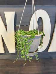 String of Pearls - 4.5 Inch Hanging Basket