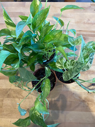 Pothos - Assorted made by here at Twin Oaks Nursery & Supply