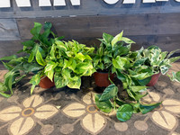 Pothos - Assorted