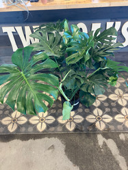 Monstera Deliciosa made by here at Twin Oaks Nursery & Supply