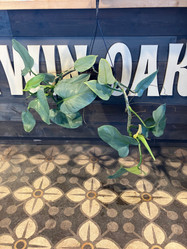 Philodendron Silver Sword