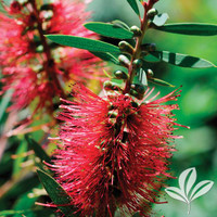 Hardy Bottlebrush