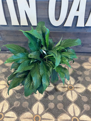 Peace Lily - Assorted made by here at Twin Oaks Nursery & Supply