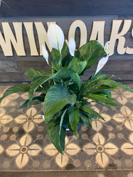 Peace Lily - Assorted