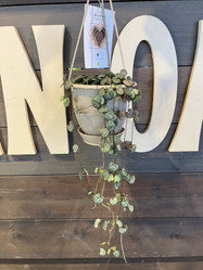 String of Hearts - 4.5 Inch Hanging Basket made by here at Twin Oaks Nursery & Supply