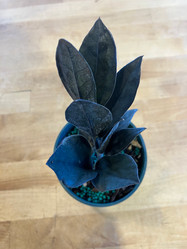ZZ Raven Houseplant