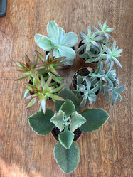 Succulent - Assorted