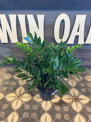 ZZ Houseplant is here at  Twin Oaks Nursery & Supply in Denison & Sherman Tx