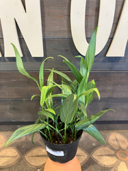 Pothos - Epipremnum Amplissimum - 6 Inch made by here at Twin Oaks Nursery & Supply